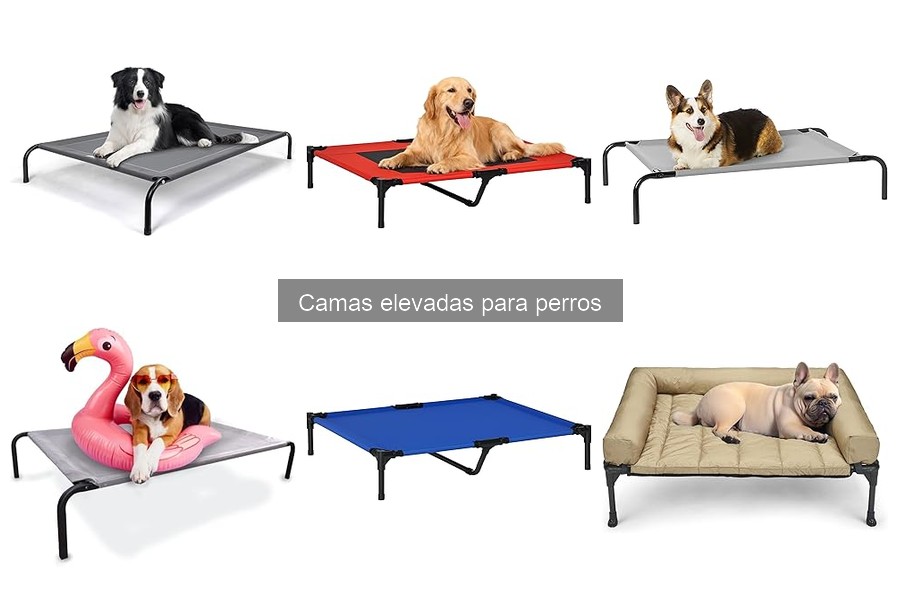 Mejores camas elevadas para perros pequeños: comparativa 2023