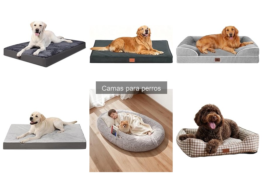 Mejores camas para perros con problemas articulares