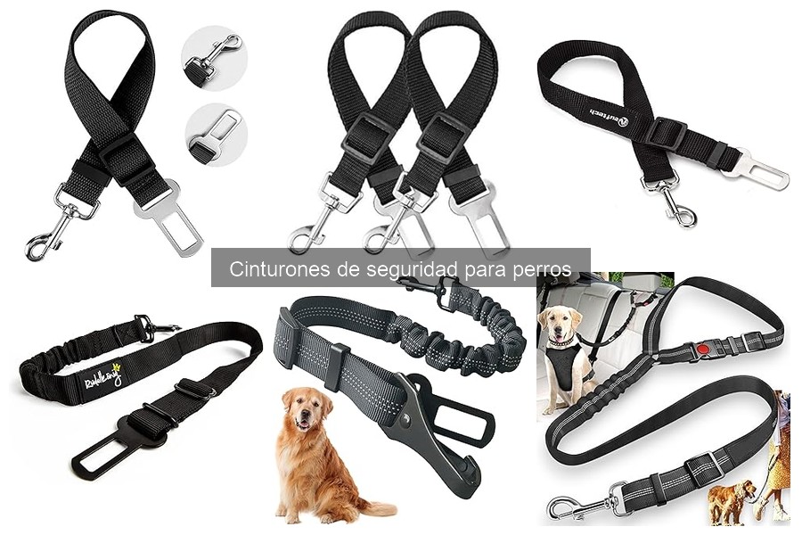 Mejores cinturones de seguridad para perros pequeños