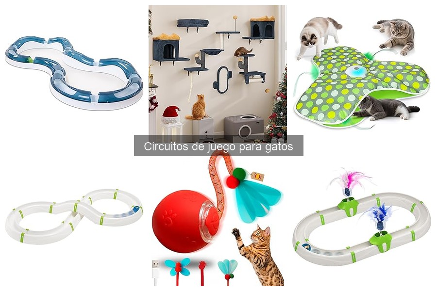Mejores circuitos de juego para gatos en 2023