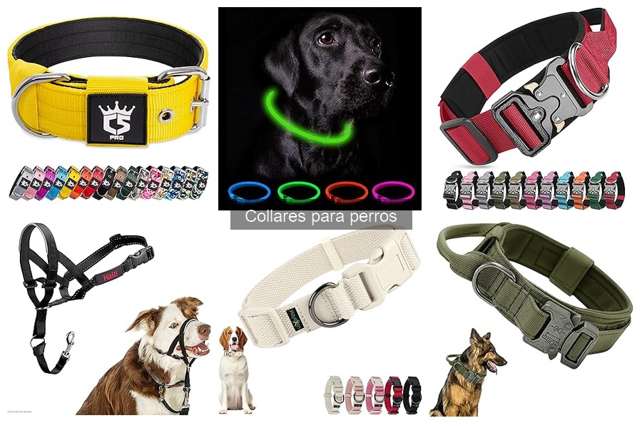 Mejores collares para perros con piel sensible
