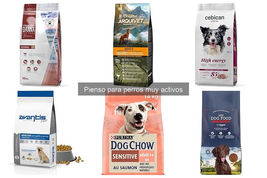 Mejores marcas de pienso para perros muy activos en 2023