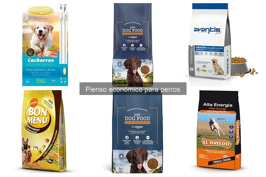 Mejores ofertas y dónde comprar pienso económico para perros