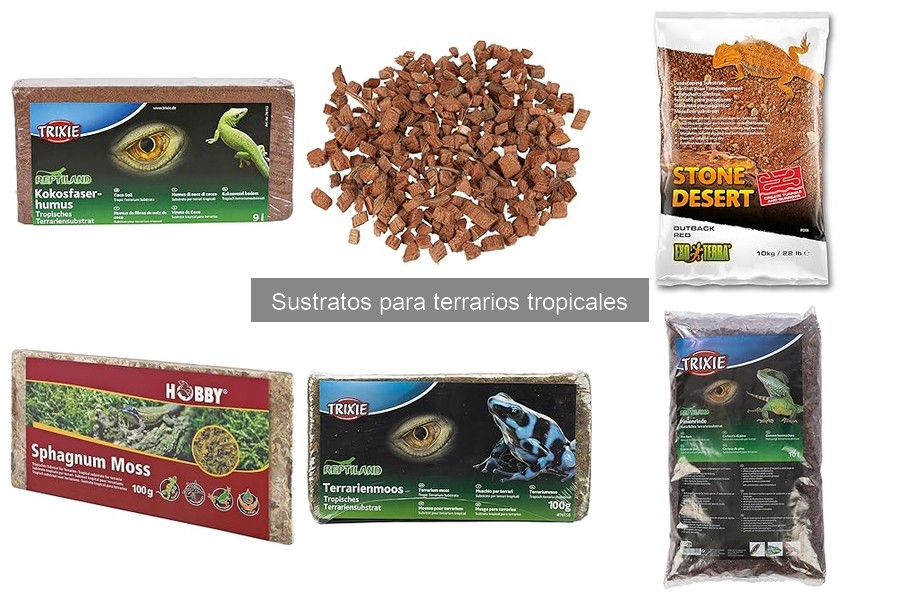 Mejores sustratos para terrarios tropicales con plantas