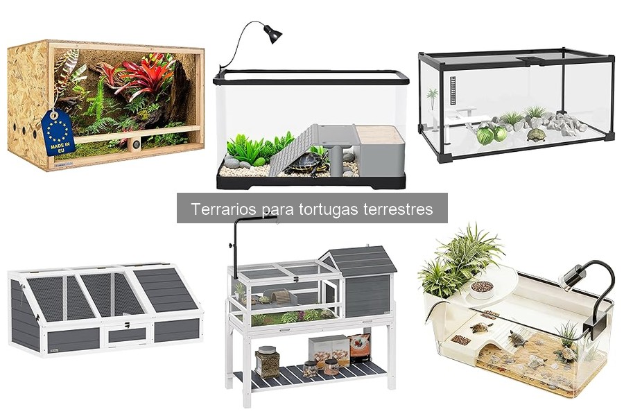 Mejores terrarios para tortugas terrestres en 2023