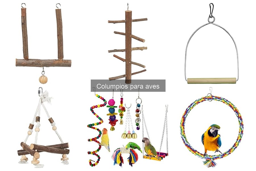 ¿Por qué es importante un columpio para aves?