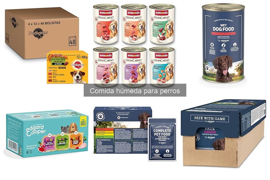 Problemas comunes al alimentar perros con comida húmeda