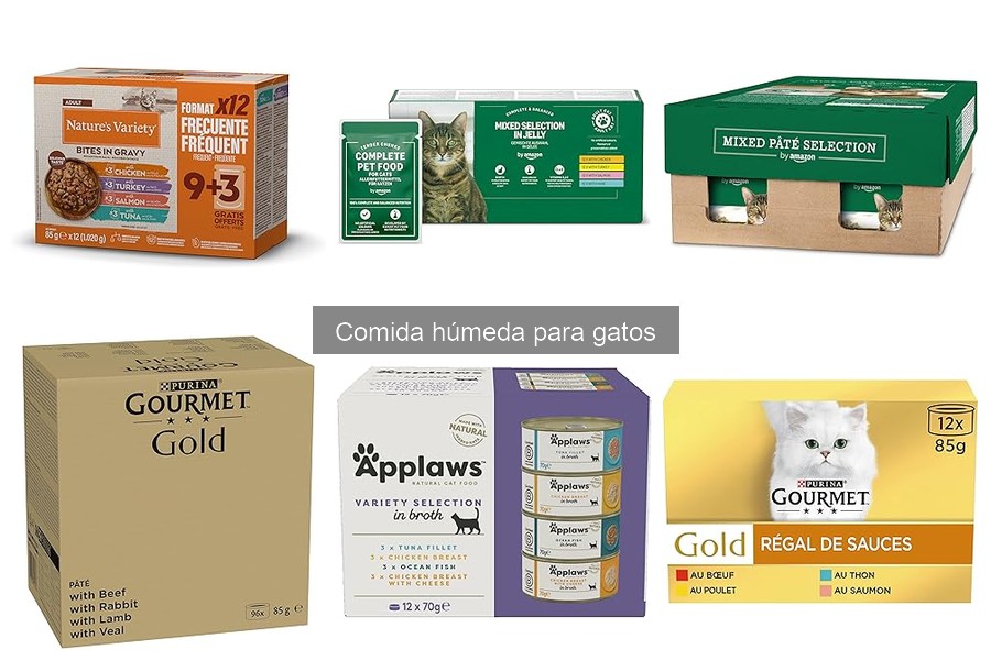Problemas comunes al dar comida húmeda a gatos: soluciones
