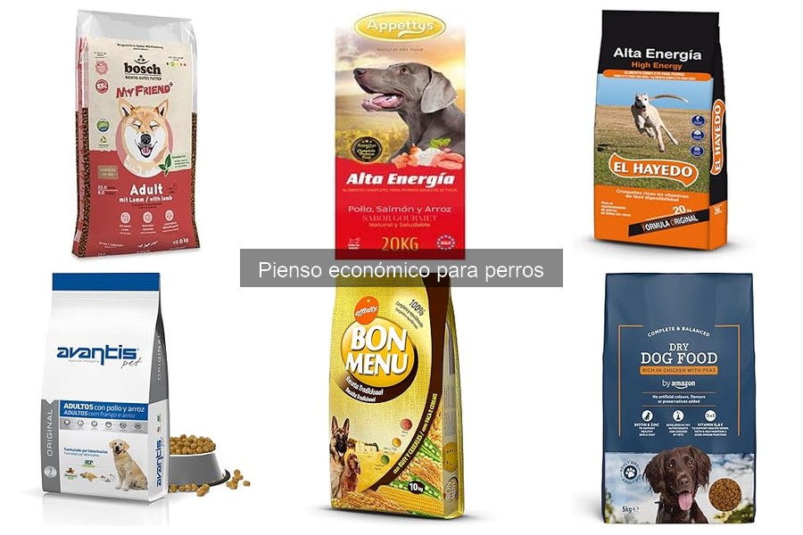 Problemas comunes al usar pienso económico para perros