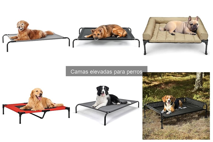 Problemas comunes con camas elevadas para perros y soluciones