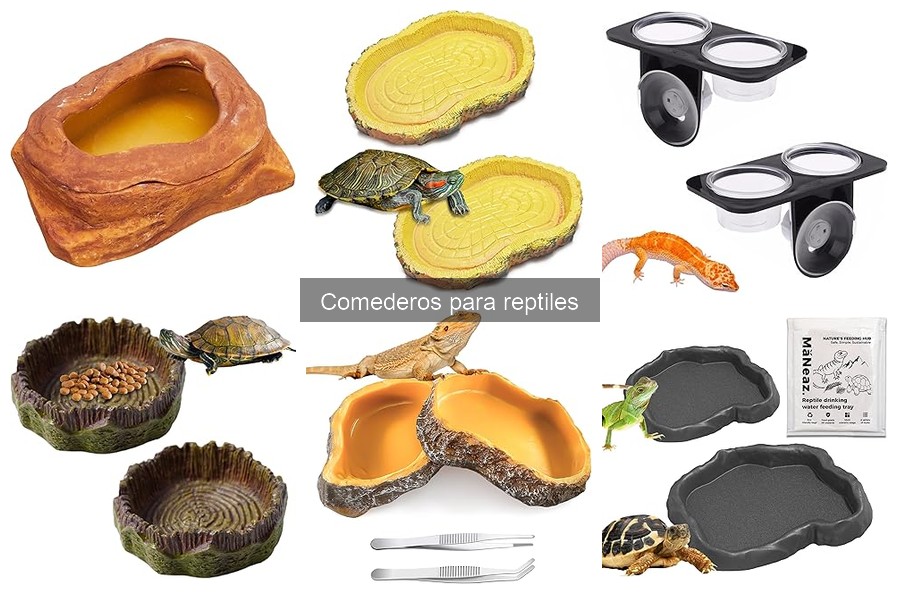 Problemas comunes con comederos para reptiles y soluciones