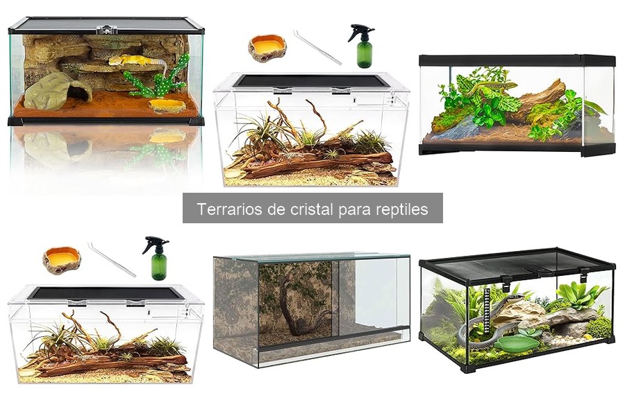 Problemas Comunes con Terrarios de Cristal para Reptiles