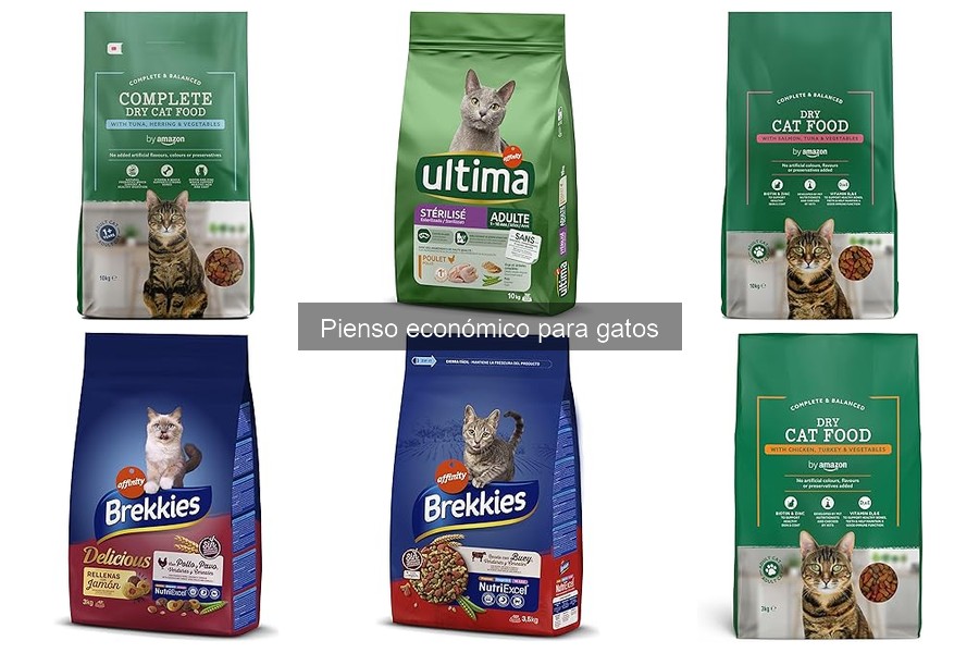 Problemas comunes del pienso económico para gatos