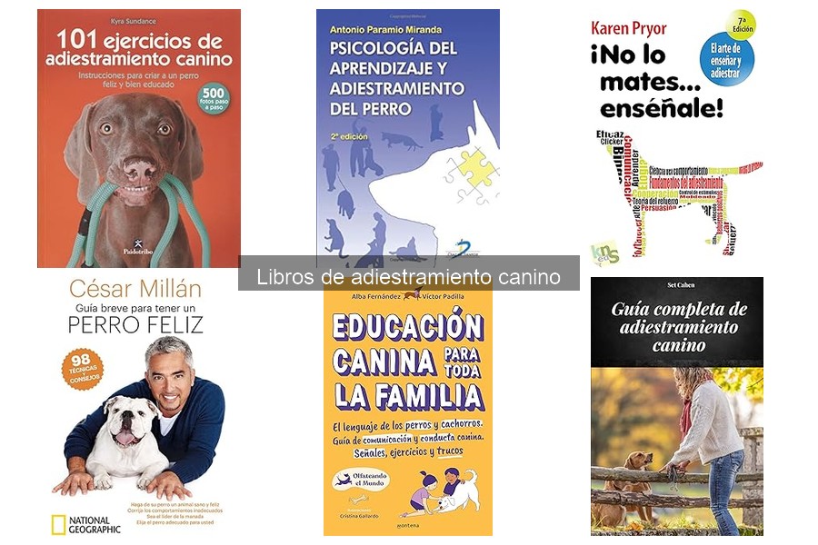 Problemas comunes en el adiestramiento canino y su solución