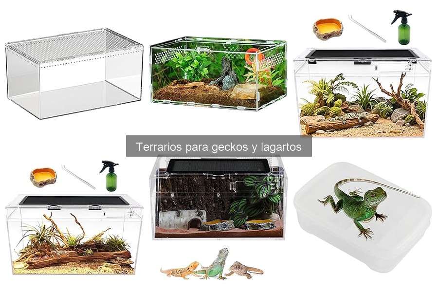 Problemas Comunes en Terrarios para Geckos y Lagartos