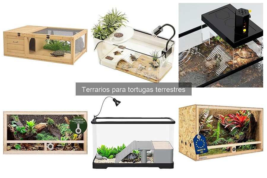 Problemas Comunes en Terrarios para Tortugas Terrestres