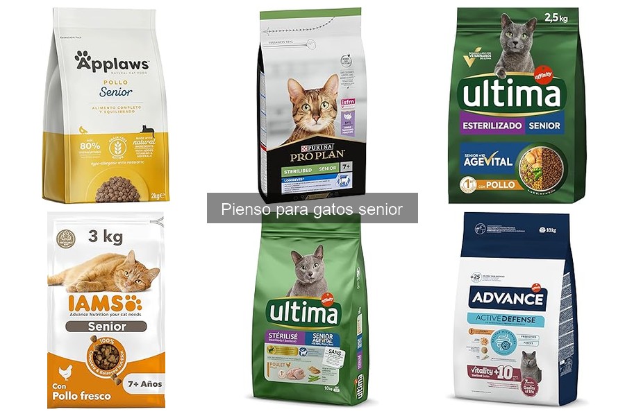 Problemas de Alimentación en Gatos Senior: Consecuencias del Pienso Inadecuado