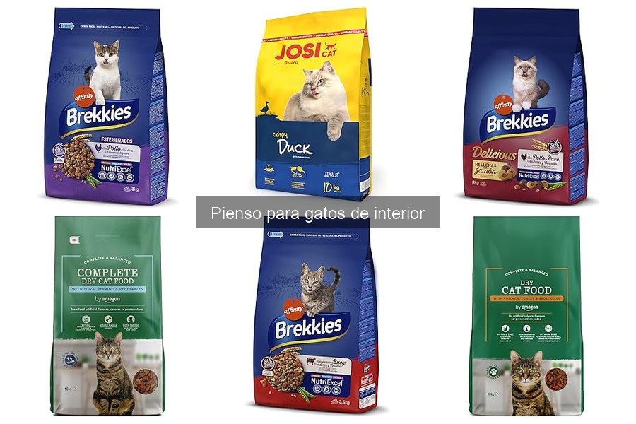 Problemas de salud en gatos de interior por mala alimentación