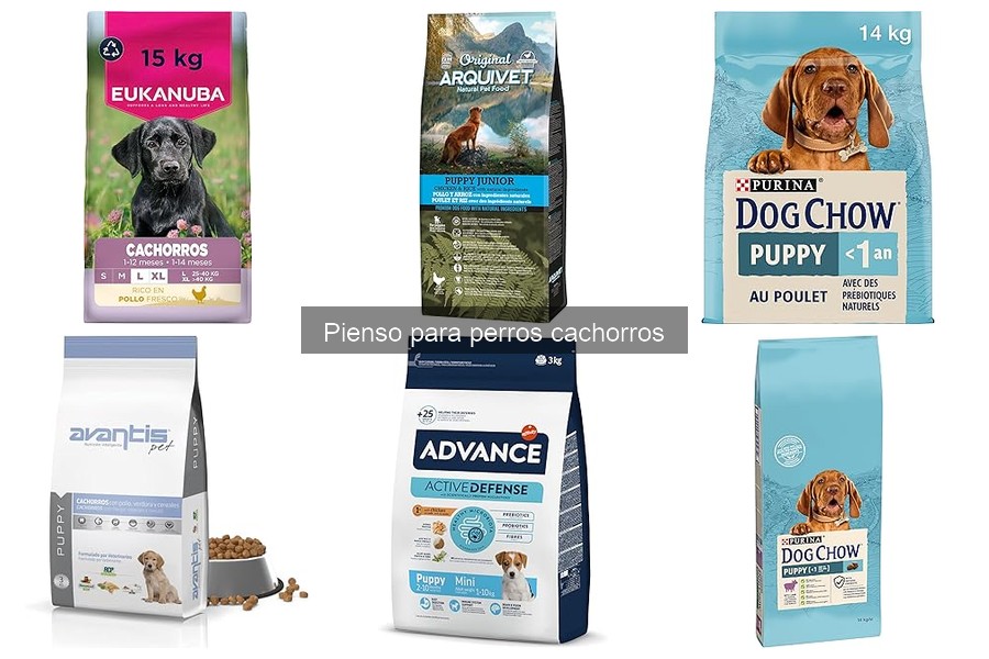 Problemas gastrointestinales en cachorros: el impacto del pienso
