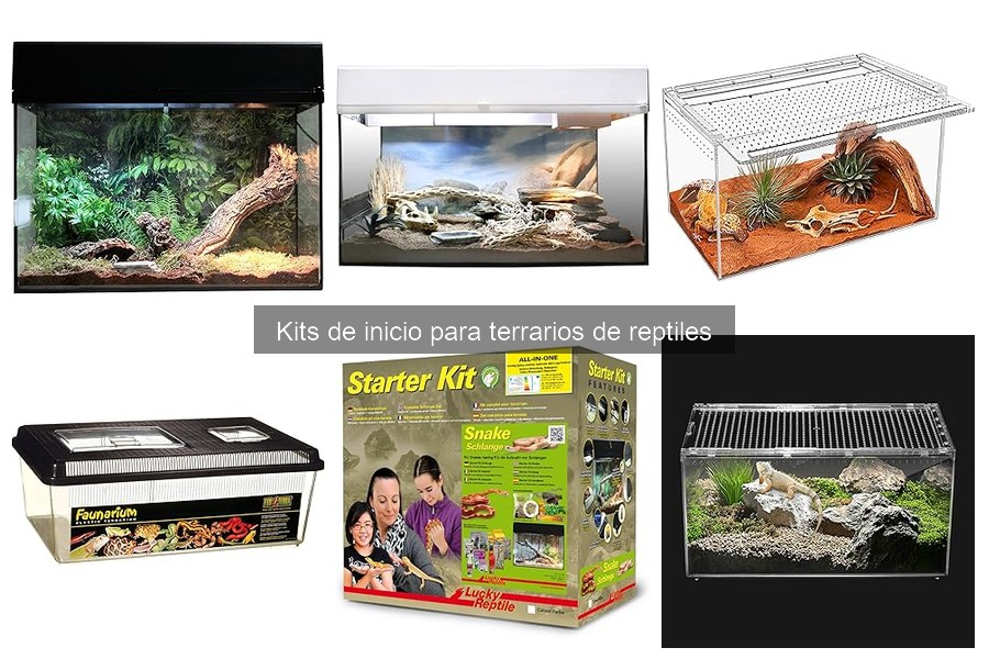 ¿Qué Debe Incluir un Buen Kit de Inicio para Terrarios?