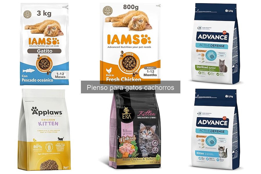 ¿Qué es el pienso para gatos cachorros? Beneficios y características