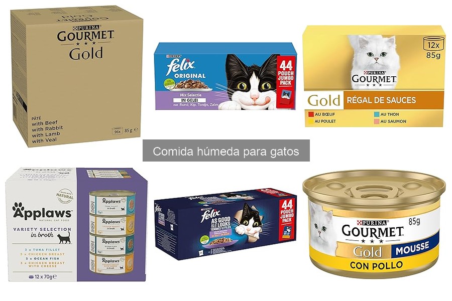 ¿Qué es la comida húmeda para gatos? Beneficios y más