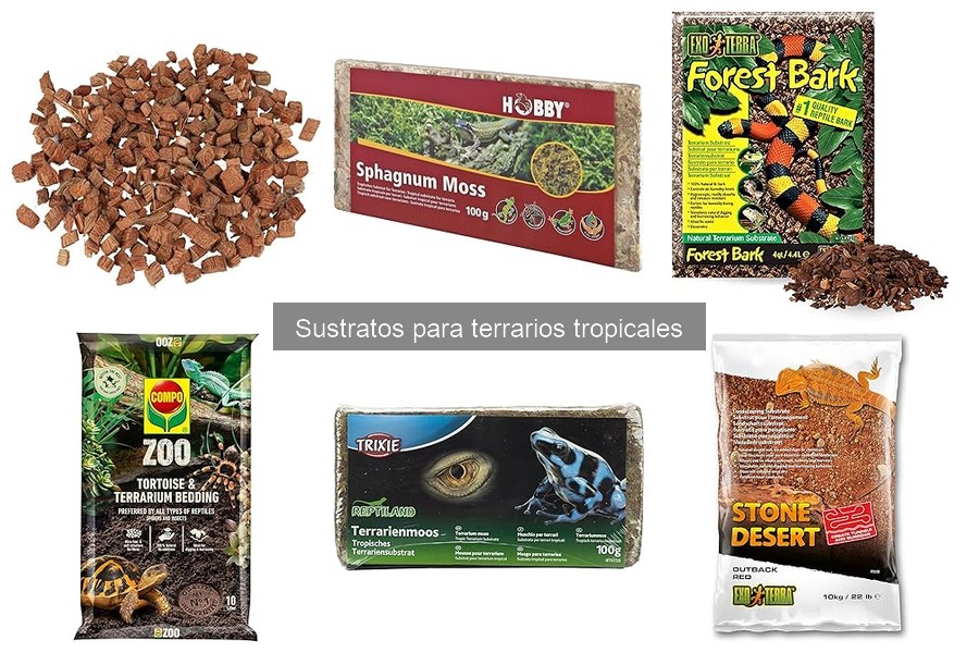 ¿Qué es un sustrato para terrarios tropicales?
