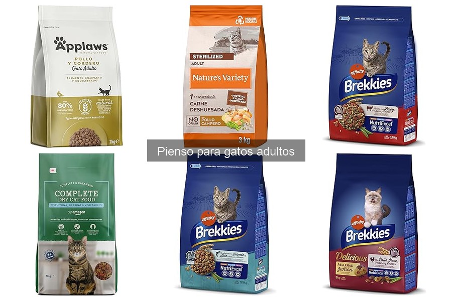 ¿Qué Hacer si Mi Gato Adulto No Quiere Comer Su Pienso?