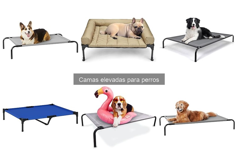 Qué son las camas elevadas para perros: beneficios y características