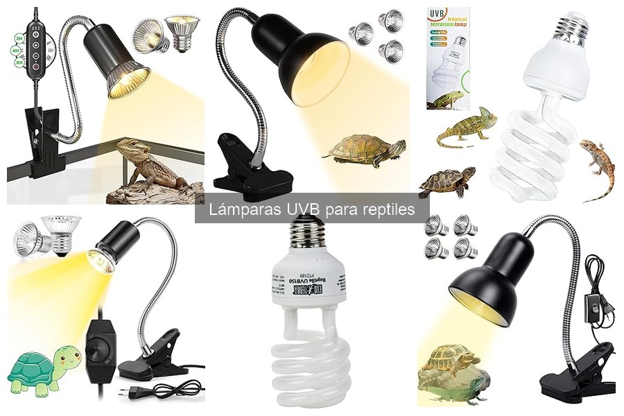 ¿Qué son las lámparas UVB para reptiles? Funciones y beneficios