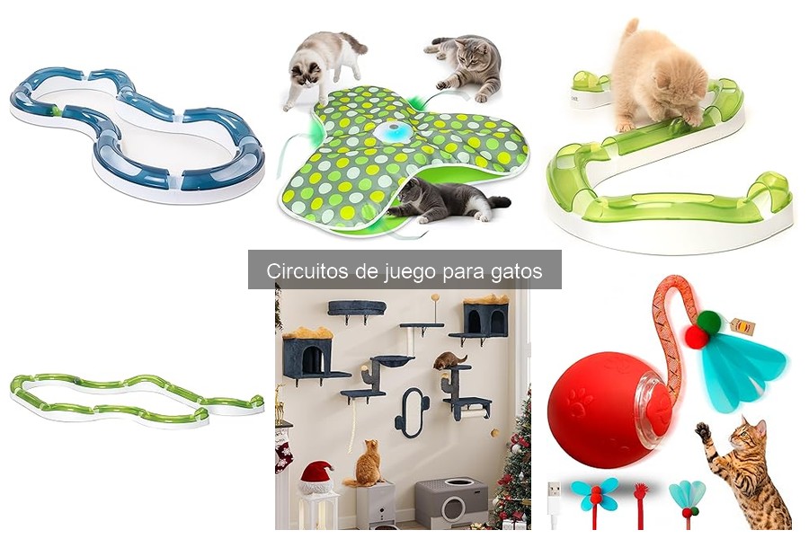 ¿Qué son los circuitos de juego para gatos? | Guía completa