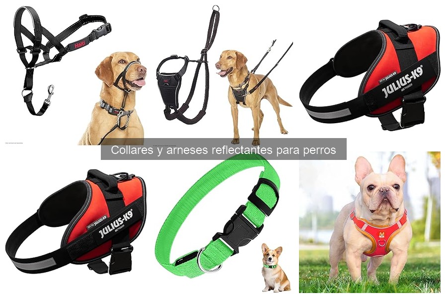 ¿Qué son los collares reflectantes para perros? Beneficios y Características
