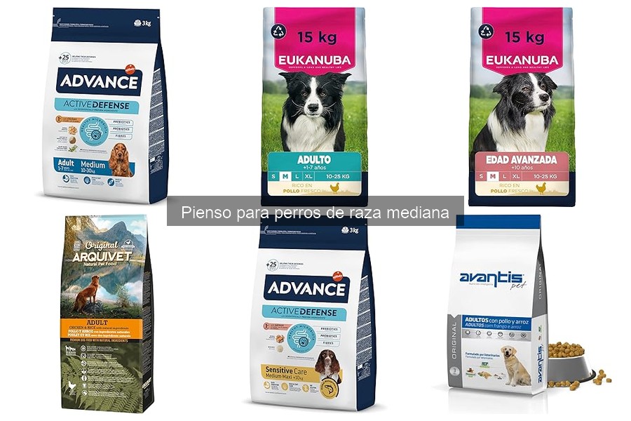 Recetas caseras para perros de raza mediana fáciles y saludables