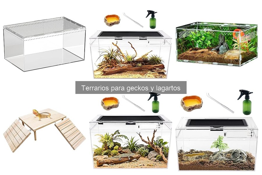 Tamaño adecuado de terrario para geckos y lagartos