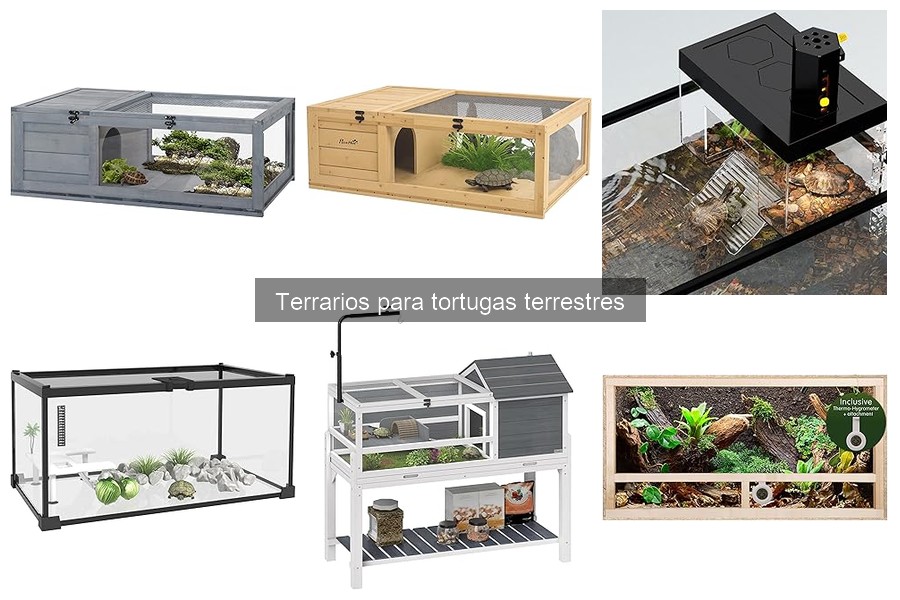 Terrarios ideales para tortugas terrestres: Guía completa