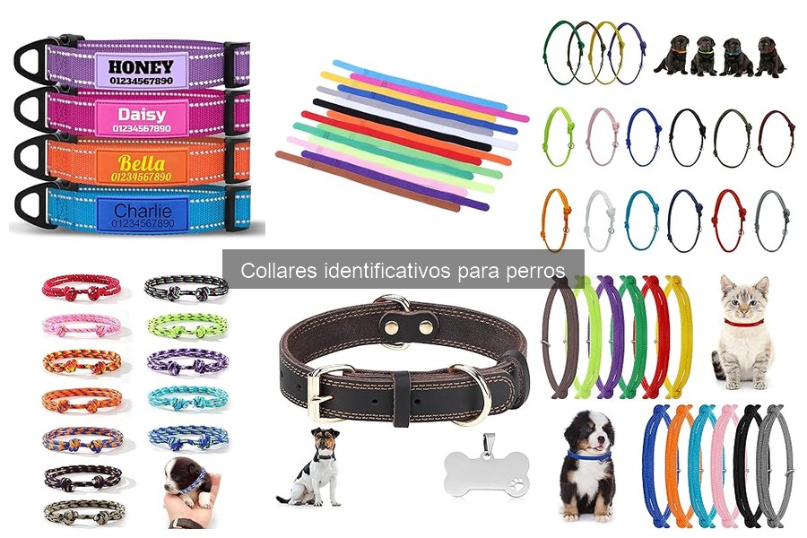 Tipos de collares identificativos para perros: Guía completa