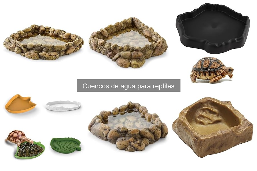 Tipos de cuencos de agua para reptiles y sus usos