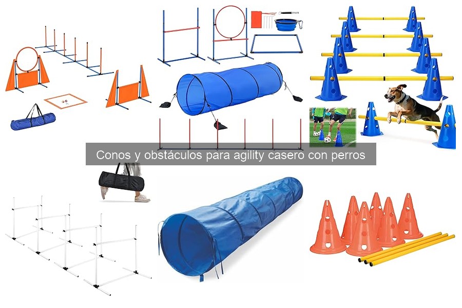 Tipos de obstáculos para agility y cómo usarlos con tu perro
