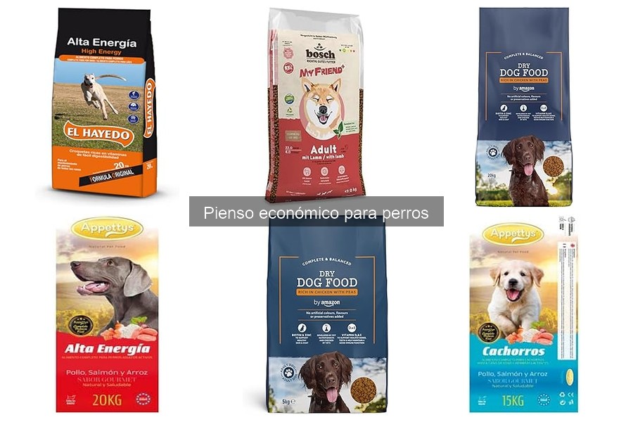Tipos de pienso económico para perros: opciones y consejos