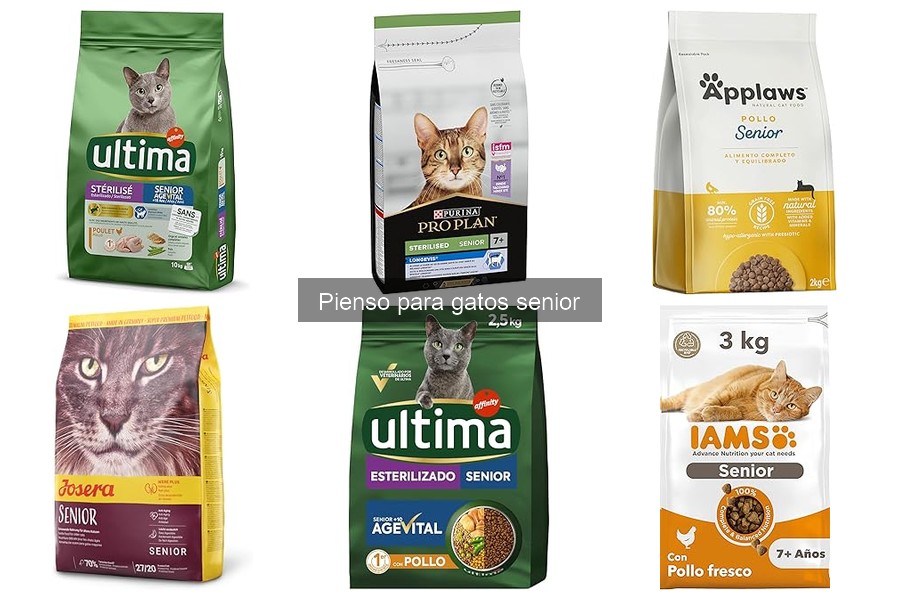 Tipos de pienso para gatos senior: seco y húmedo comparados