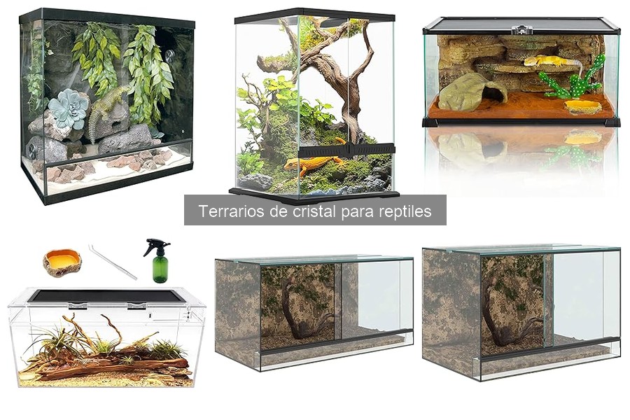 Tipos de terrarios de cristal para reptiles: guía completa