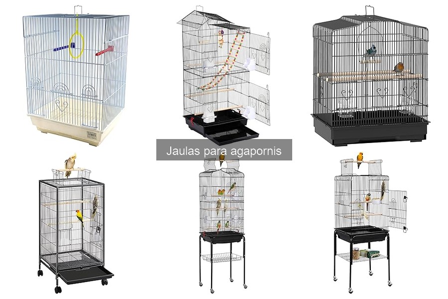Tips de Mantenimiento para Jaulas de Agapornis