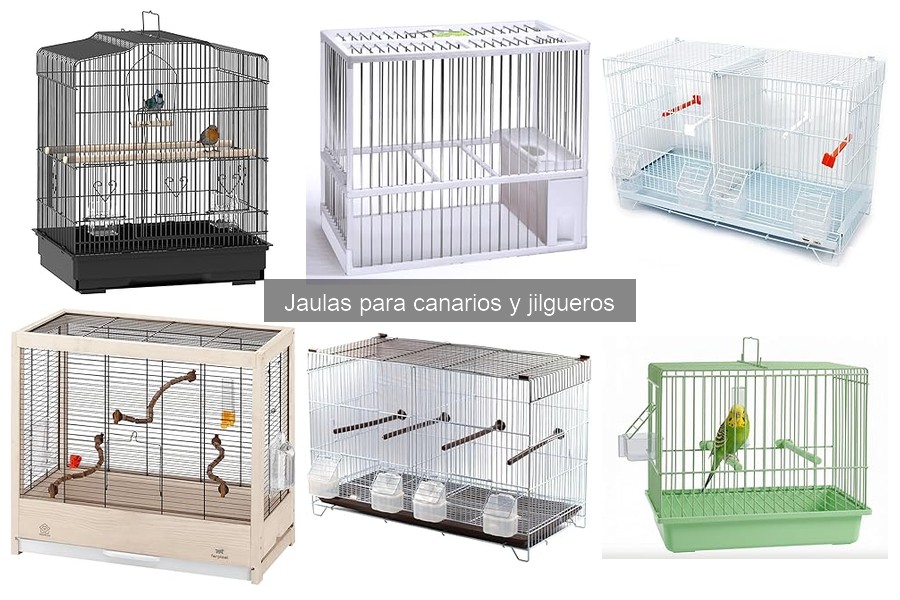 Top consejos para evitar que un canario se escape de su jaula