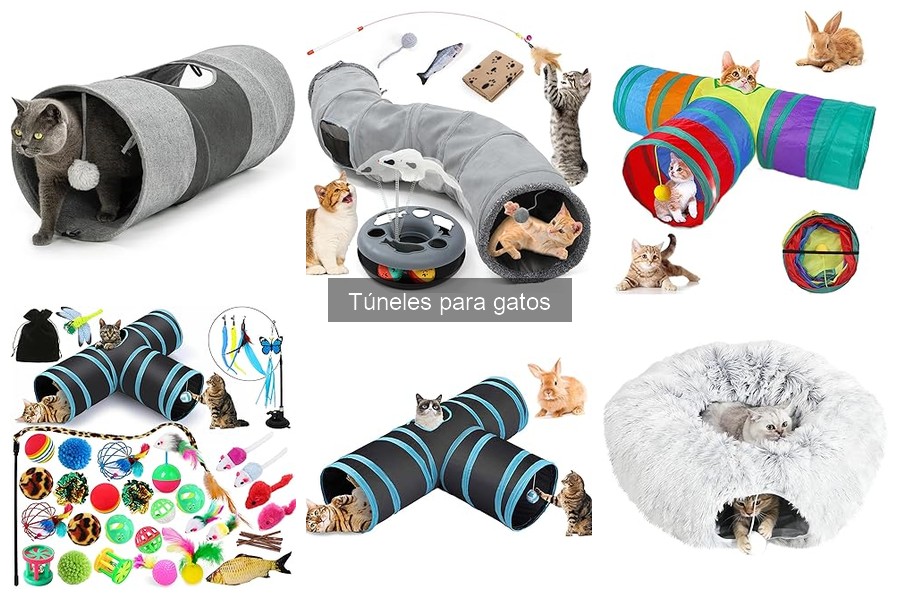 Túneles para gatos: mitos y realidades desmentidos
