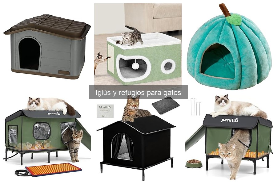 Ventajas y desventajas de los refugios para gatos