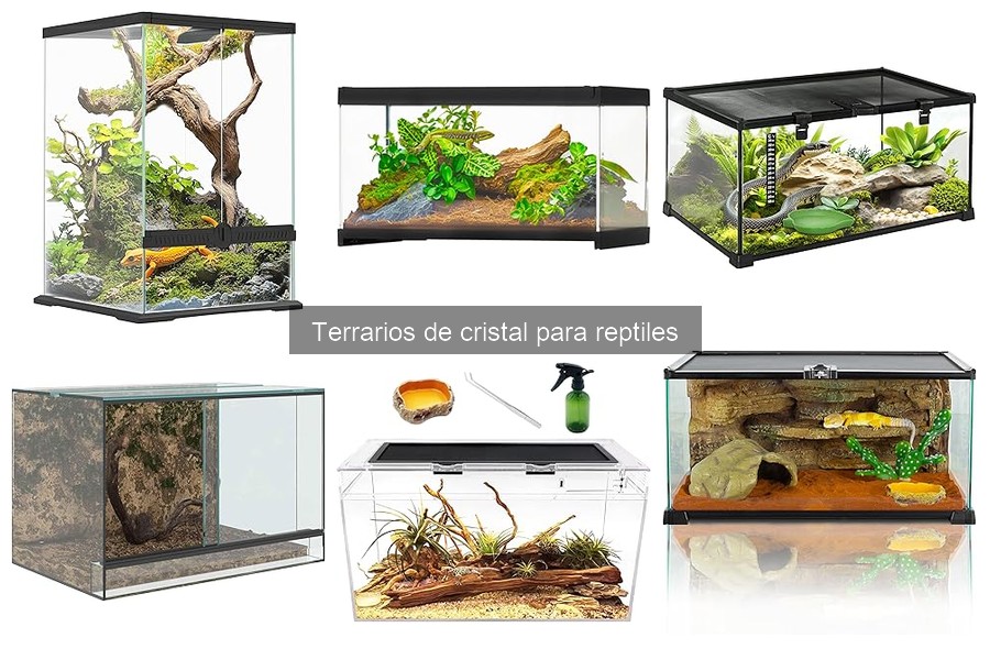 Ventajas y desventajas de terrarios de cristal para reptiles