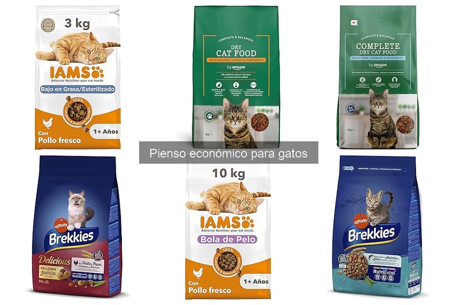 Ventajas y Desventajas del Pienso Económico para Gatos
